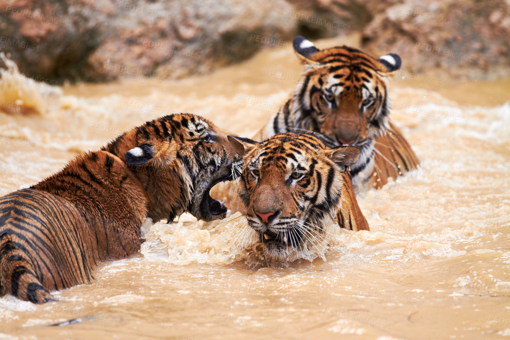Buy stock photo Tigers, fight and play in water at zoo, park or together in nature learning to hunt, roar or swimming. India, Tiger and family of animals in river, lake or pool for playing in natural environment