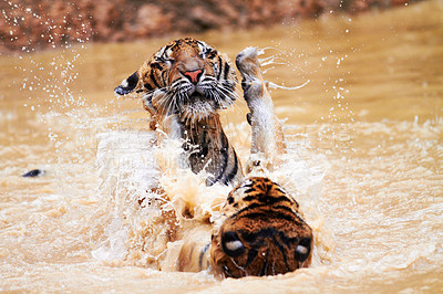 Buy stock photo Nature, animals and tiger cubs in water at wildlife park with fun, playing and freedom in jungle. River, lake or dam with playful big cats swimming, jumping and outdoor safari in Asian zoo together.