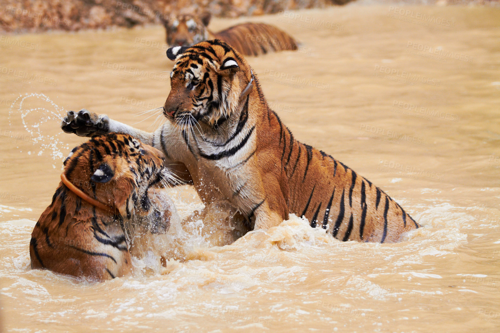 Buy stock photo Playing, tigers and fight in water at zoo, park or together in nature with game for learning to hunt or tackle. India, Tiger and family of animals in river, lake or pool for playing in environment