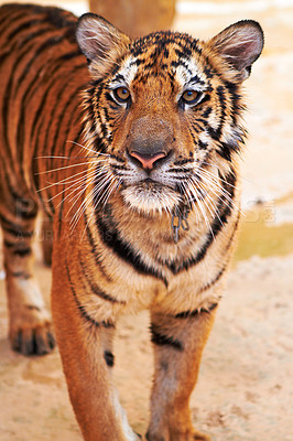Buy stock photo Tiger standing on sand in nature by a zoo for majestic entertainment at a circus or habitat. Wildlife, calm and big cat or exotic animal with peaceful attitude in a desert or dune conservation.