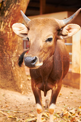 Buy stock photo Natural, animal and closeup of a cow for sustainable, agriculture and eco friendly livestock. Sustainability, agro and brown cattle on an outdoor farm or environment for farming meat for business.