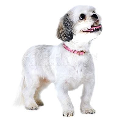 Buy stock photo Studio shot of an adorable lhasa apso puppy isolated on white