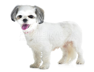 Buy stock photo Happy, pet and dog on a white background in studio for adoption, playing and friendship. Domestic pets, mockup and isolated fluffy, adorable and cute Lhasa apso for animal care, freedom and health