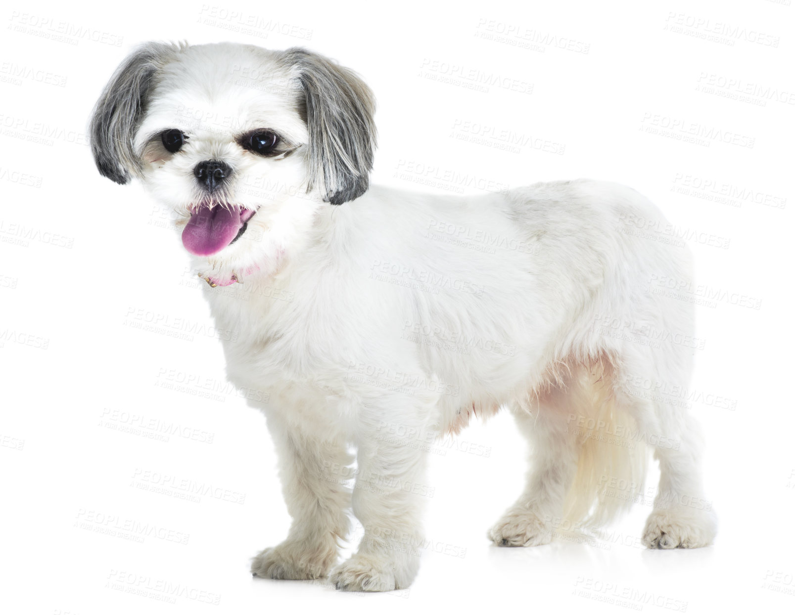 Buy stock photo Happy, pet and dog on a white background in studio for adoption, playing and friendship. Domestic pets, mockup and isolated fluffy, adorable and cute Lhasa apso for animal care, freedom and health