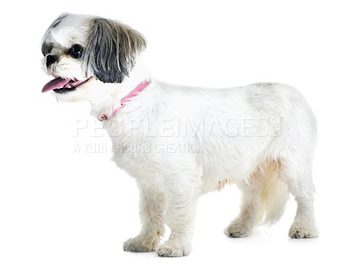 Buy stock photo Adoption, pet and dog on a white background in studio for animal care, veterinary and rescue. Domestic pets, mockup and isolated fluffy, adorable or cute Lhasa apso with tongue out, collar and health