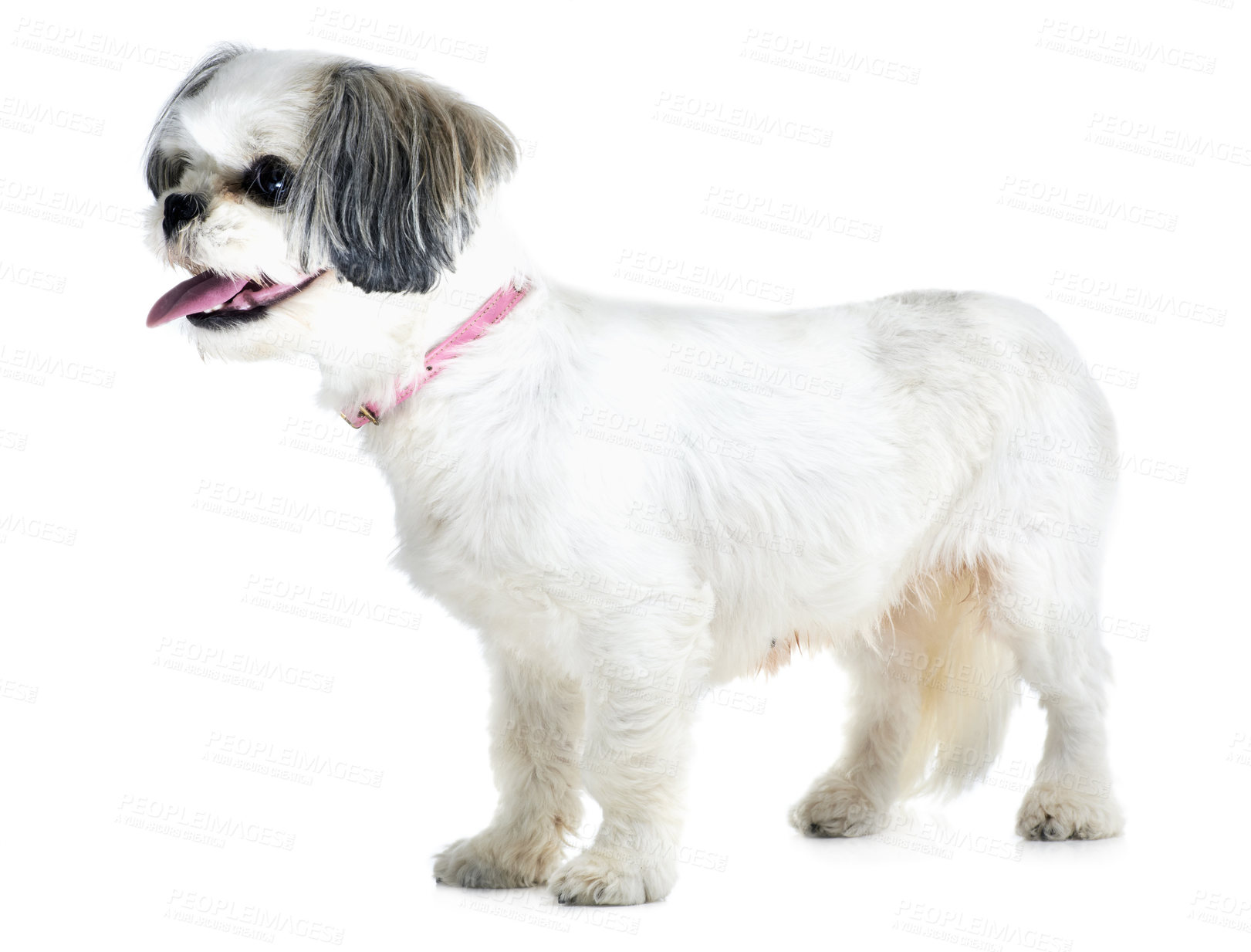 Buy stock photo Adoption, pet and dog on a white background in studio for animal care, veterinary and rescue. Domestic pets, mockup and isolated fluffy, adorable or cute Lhasa apso with tongue out, collar and health