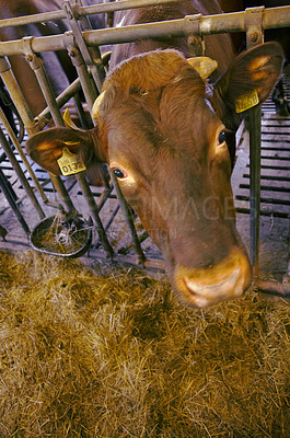 Buy stock photo Cow being fed an organic diet, grass fed for diary production. Closeup of a curious cows face looking through bars and eating hay. Zoom in on a cute brown animals head with tagged ears on a farm