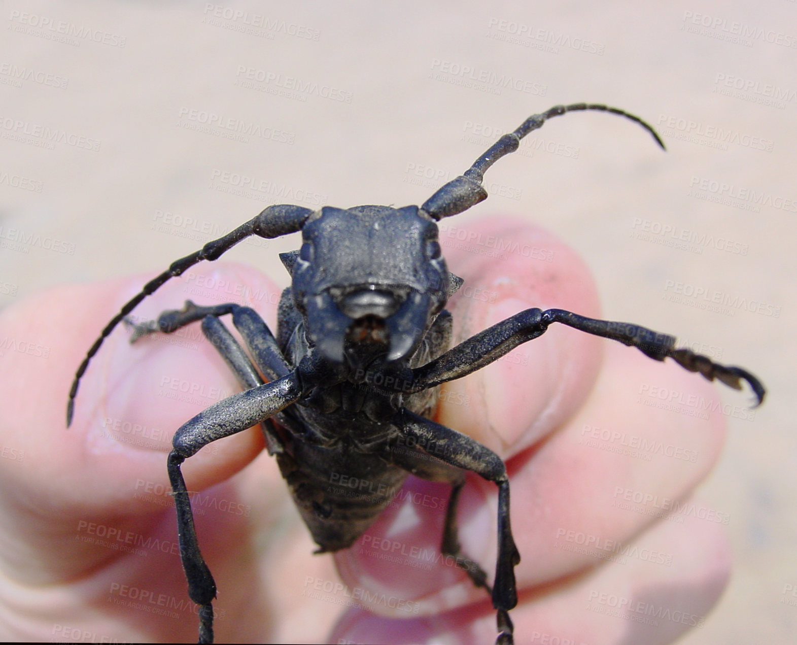 Buy stock photo Closeup, nature and a hand with a black beetle for ecology, animal life or rescue. Zoom, holding and a person showing a cockroach or insect for agriculture, scary or education about environment