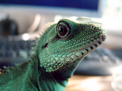 Buy stock photo Creature, looking and closeup of an iguana in a house for chameleon, exploring or on a desk. Pet, home and a lizard or tropical animal on a table for wildlife, camouflage or exotic reptile