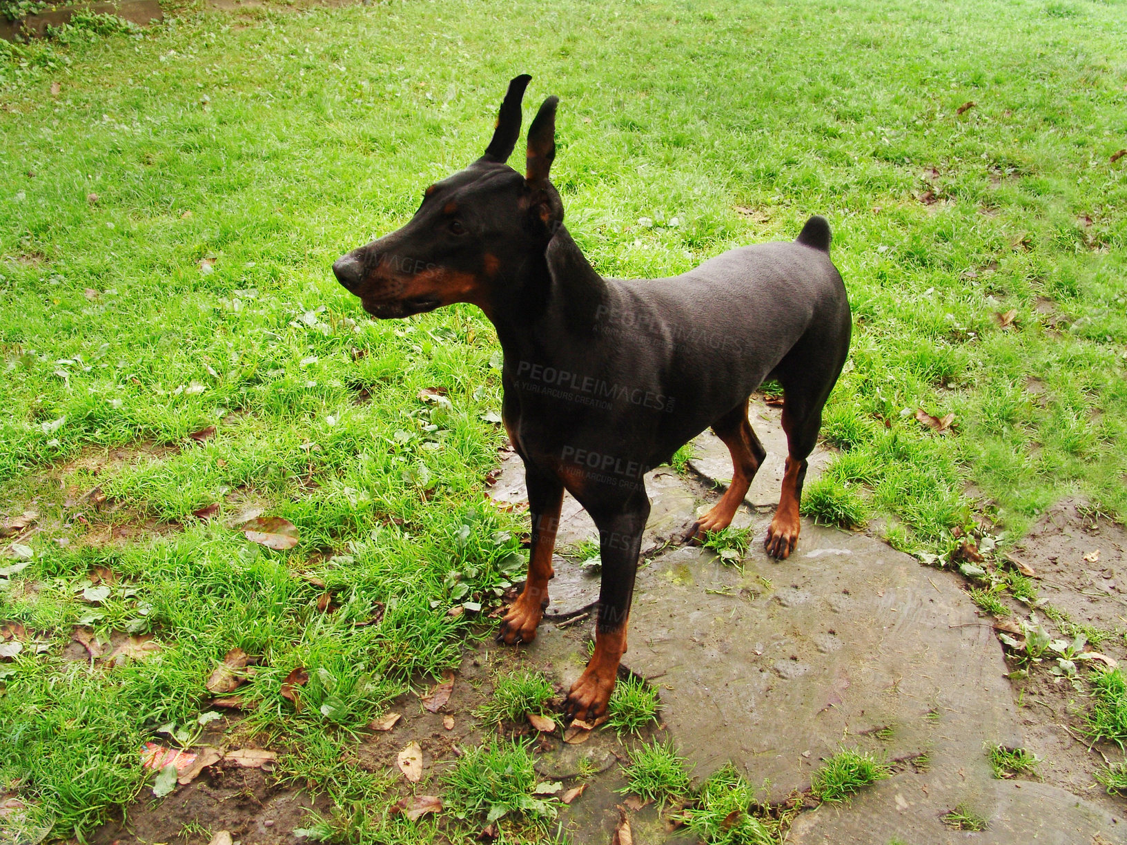 Buy stock photo A Doberman in a yard or garden with copyspace. One black watch dog focused on protecting while watching something. Guard dog with perked up ears waiting for a command, ready to attack, play or obey 