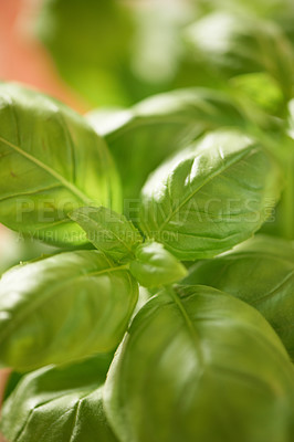 Buy stock photo Closeup of green leaves outside in nature on a summer day. Beautiful backyard garden with growing plants and herbs outdoors on a spring afternoon. Fresh basil is ready to be used in food or salad