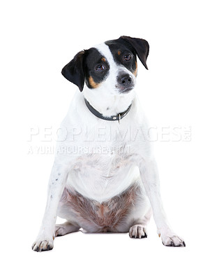 Buy stock photo Dog, pet and portrait white background animal care, coat health and domestic puppy. Jack russell, face and collar mockup space in studio for family loyalty terrier love, adoption companion and safety
