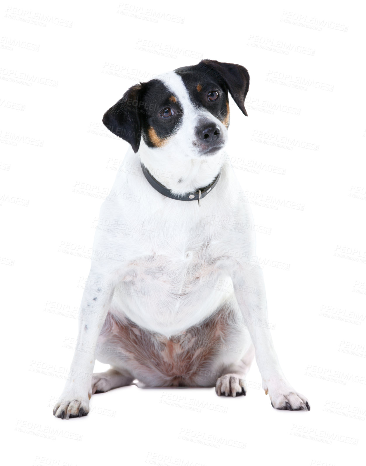 Buy stock photo Dog, pet and portrait white background animal care, coat health and domestic puppy. Jack russell, face and collar mockup space in studio for family loyalty terrier love, adoption companion and safety