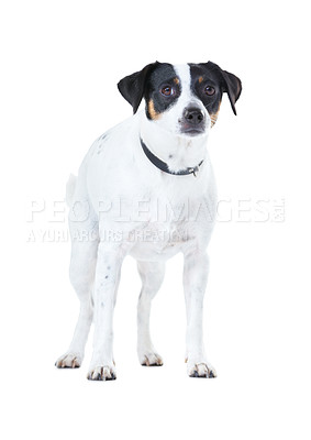 Buy stock photo Dog, family pet and portrait white background animal care, coat health and domestic puppy. Jack russell, face and collar mockup space in studio for loyalty terrier love, adoption companion and safety