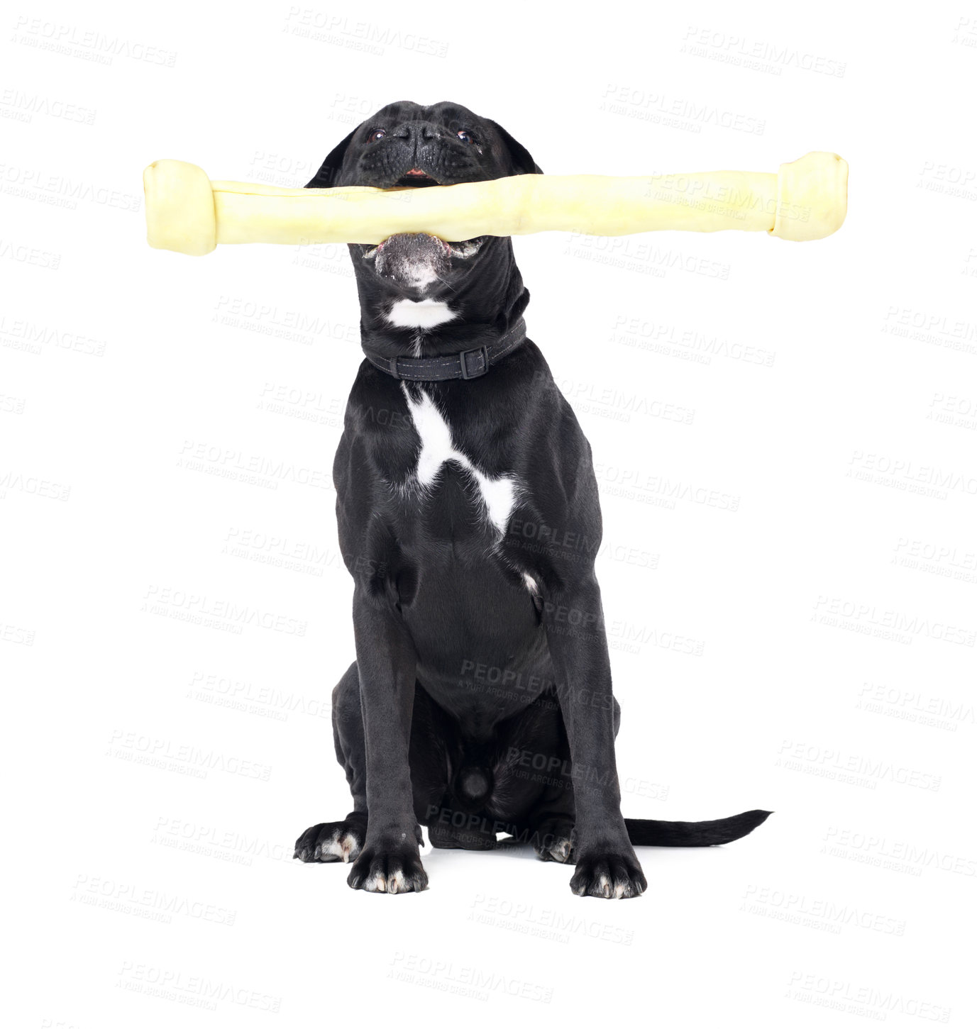 Buy stock photo Toy, pet and dog in a studio for playing, training or teaching with equipment for motivation or reward. Positive, product and black puppy animal sitting with big chew material by white background.