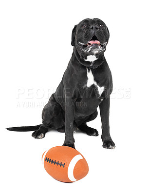 Buy stock photo A Boxer sitting in front of a football