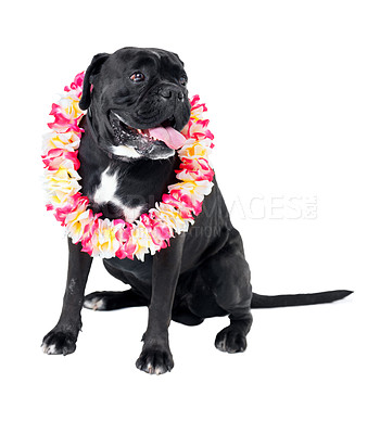 Buy stock photo Floral, pet and dog in a studio for playing, training or teaching with equipment for motivation or reward. Positive, lei and black puppy animal sitting with flower necklace by white background.