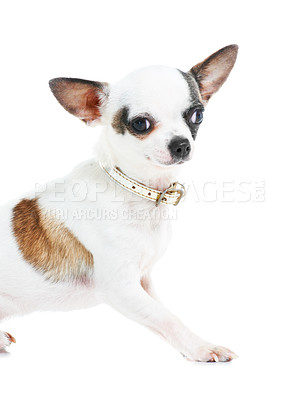 Buy stock photo Portrait, dog or chihuahua in studio isolated on a white background for animal care or companion. Puppy, pet and loyalty with an adorable little purebred canine on a backdrop for trust or friendship