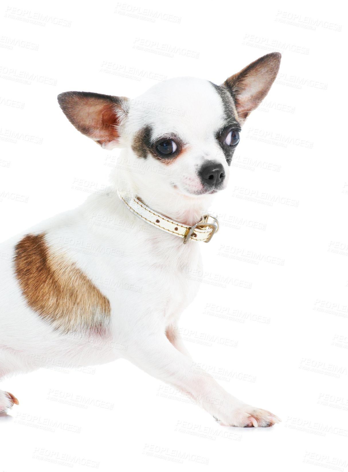 Buy stock photo Portrait, dog or chihuahua in studio isolated on a white background for animal care or companion. Puppy, pet and loyalty with an adorable little purebred canine on a backdrop for trust or friendship