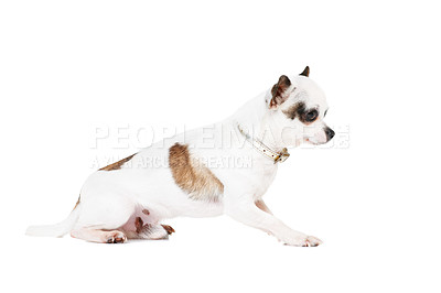 Buy stock photo Dog, pet or chihuahua in studio isolated on a white background for animal care or companion. Puppy, young and loyalty with an adorable little purebred canine on a backdrop for trust or friendship