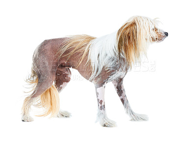 Buy stock photo Chinese Crested dog, studio and puppy isolated by white background for care, health and wellness. Canine animal, pet and profile with natural fur coat with rescue for safety, pedigree and adoption