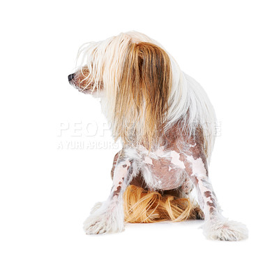 Buy stock photo Chinese Crested dog, studio and pet isolated by white background for care, health and wellness. Canine animal, puppy and profile with natural fur coat with rescue for safety, pedigree and adoption