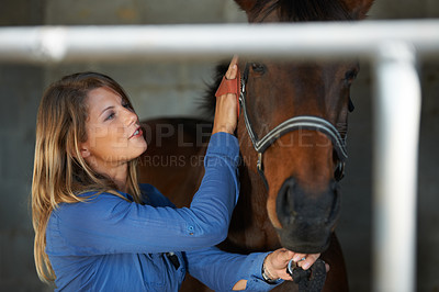 Buy stock photo A young woman brushing her horse in the stable