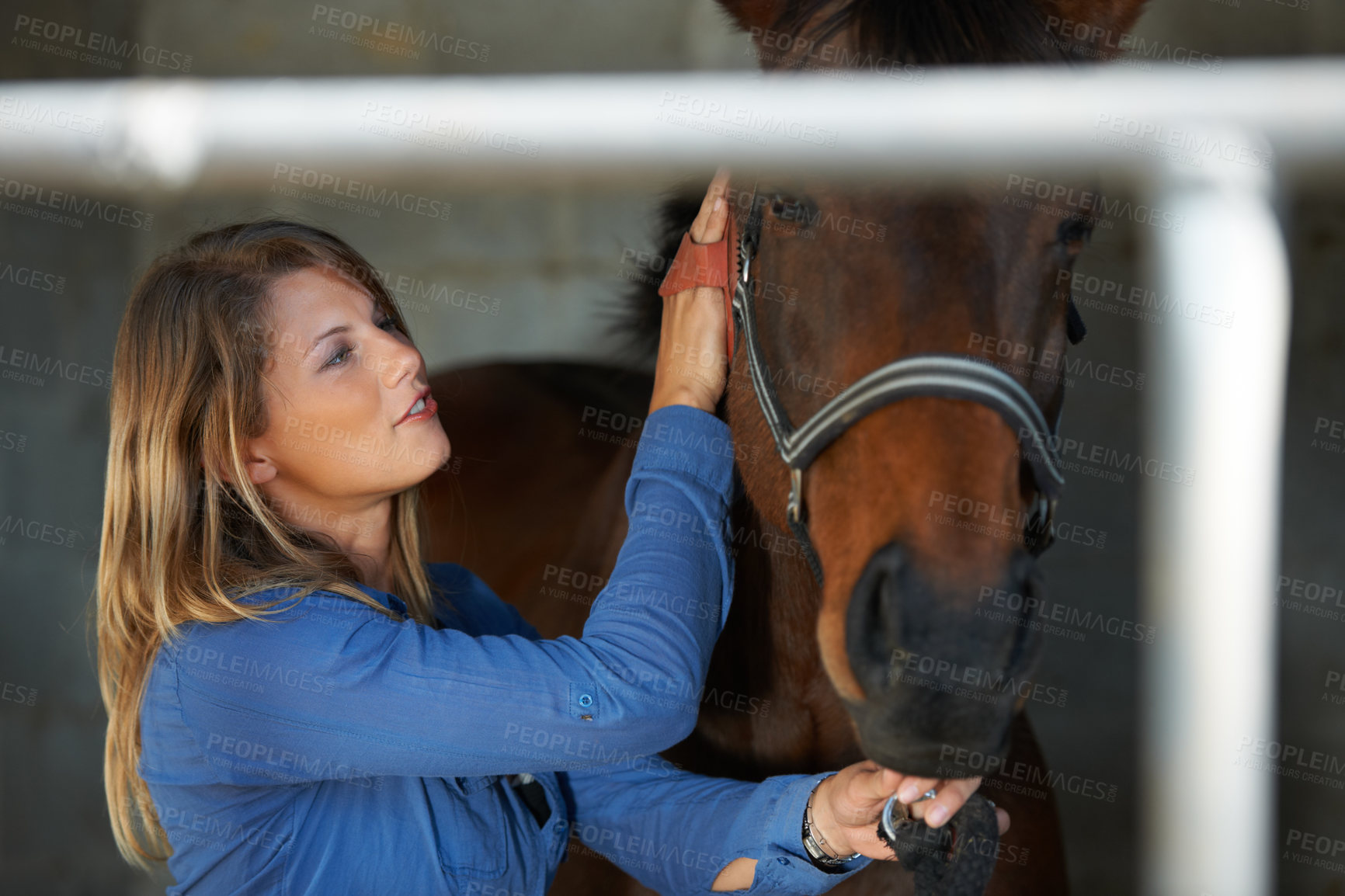 Buy stock photo A young woman brushing her horse in the stable