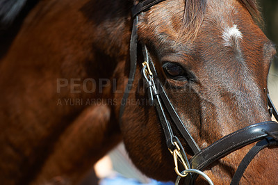 Buy stock photo Closeup image of a brown horse fitted with a bridle