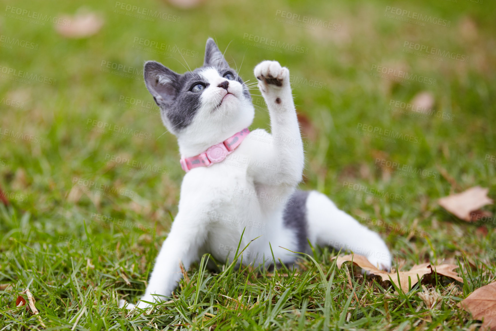Buy stock photo Nature, pet and cat playing in grass at an outdoor garden or park with pink collar and leaves. Cute, adorable and small kitten feline animal or pet having fun in sunlight on a field in countryside.