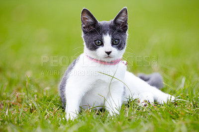 Buy stock photo Nature, animal and cat playing in grass at an outdoor garden or park with pink collar and leaves. Cute, adorable and small kitten feline pet having fun in sunlight on a field in countryside.