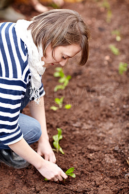 Buy stock photo Woman, gardening and plant in backyard soil, dirt or growing vegetables. Person, planting or harvest of plants in ground or agriculture in spring, garden and farming green spinach, leaves or herbs