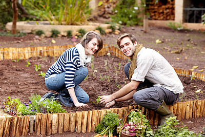 Buy stock photo Gardening, harvest and portrait of couple with plants, vegetables together in backyard. Farming, growth and people working with green seedlings or growing plant for sustainable, vegan or organic food