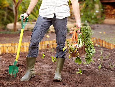 Buy stock photo Cropped view of a guy holding up some freshly dug carrots
