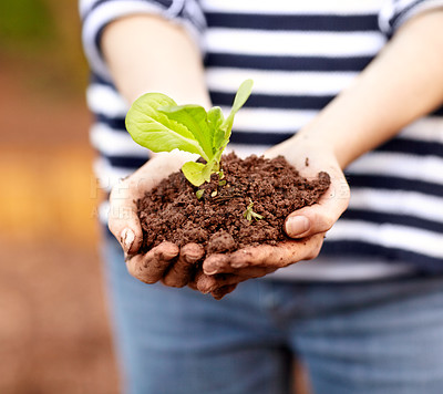 Buy stock photo Cropped view of a woman&amp;#039;s hands holding a seedling and some dirt
