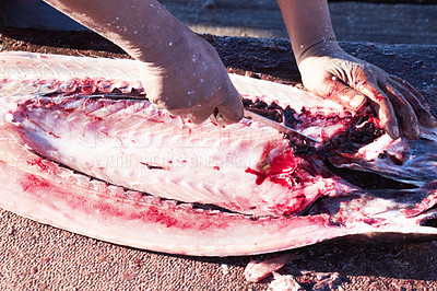 Buy stock photo Cropped image of a fish being gutted