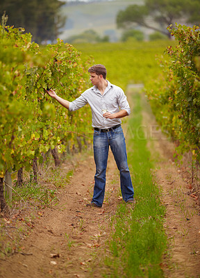 Buy stock photo Vineyard, man and walk with wine glass or farmer, grape farm and luxury vintage, alcohol or drink. Standing, sommelier and taste test or countryside, winery work and quality check or green field