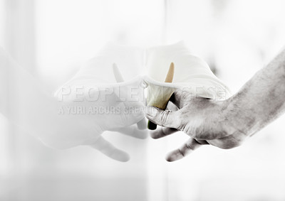 Buy stock photo Closeup of a hand pressing a Calla lilly against a window