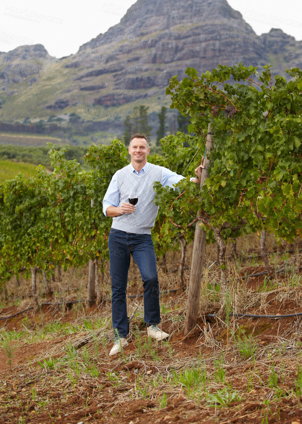 Buy stock photo Portrait of a mature wine maker holding a glass of red wine while standing in the vineyard