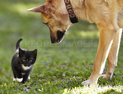 Buy stock photo An adorable kitten walking past a very curious-looking German Shepherd