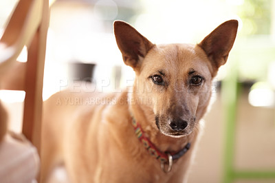 Buy stock photo Portrait of a cute young dog standing in the sunlight wearing a collar inside a house. Lovable canine looking and waiting to go play while looking curious and adorable. Domestic furry and loyal pet 