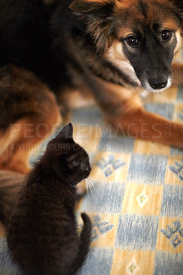 Buy stock photo Pet, kitten and dog on blanket for together, bond and caring in relationship from above. Fur, animal or mammal by looking at you with eyes for understanding of cat, cute and cuddle for friendship