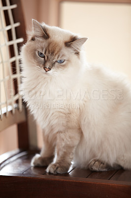 Buy stock photo Cat, relax and portrait on a chair in home with healthy pet in apartment living room. Calm, kitten and grey fur of persian kitty sitting in house with moody, attitude or sleepy face of animal 