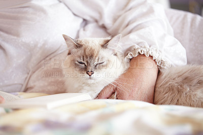 Buy stock photo A cropped shot of a beautiful siamese cat lying on a bed with its owner