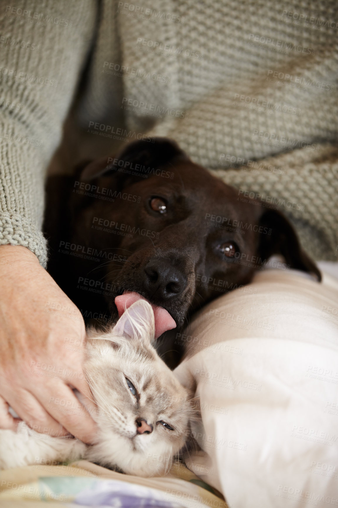 Buy stock photo Cat, dog and person relax in bed with calm, comfort and care in home with love of owner. Pet, lick and portrait of animals sleeping together in lap of woman or healthy kitten and puppy with support