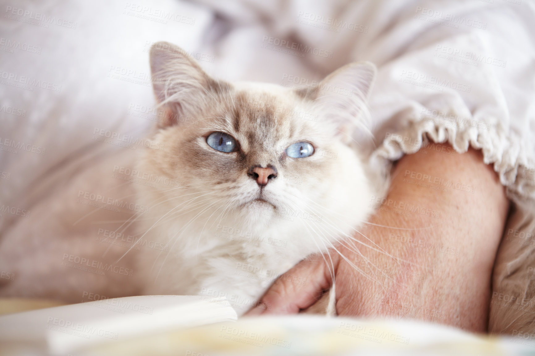 Buy stock photo Relax, cuddling and cat with an owner on the sofa for love, care and bonding in a house. Together, peace and a cozy pet or animal with a person for petting, comfort and resting on a home couch
