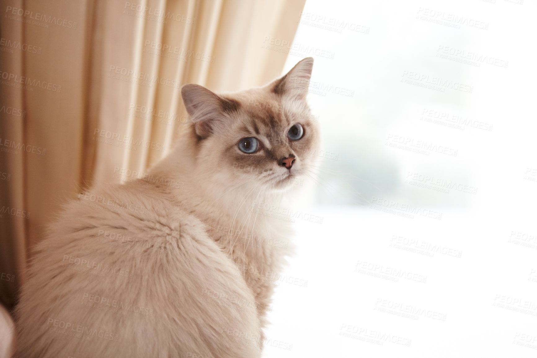 Buy stock photo Portrait of an adorable siamese cat sitting at a window