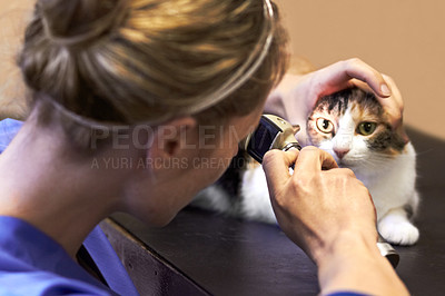 Buy stock photo Veterinary, woman and cat with tool for eyes, examination or checkup at hospital or clinic for health. Healthcare, veterinarian and animal for wellness, medical exam or sick pet at vet with light
 
