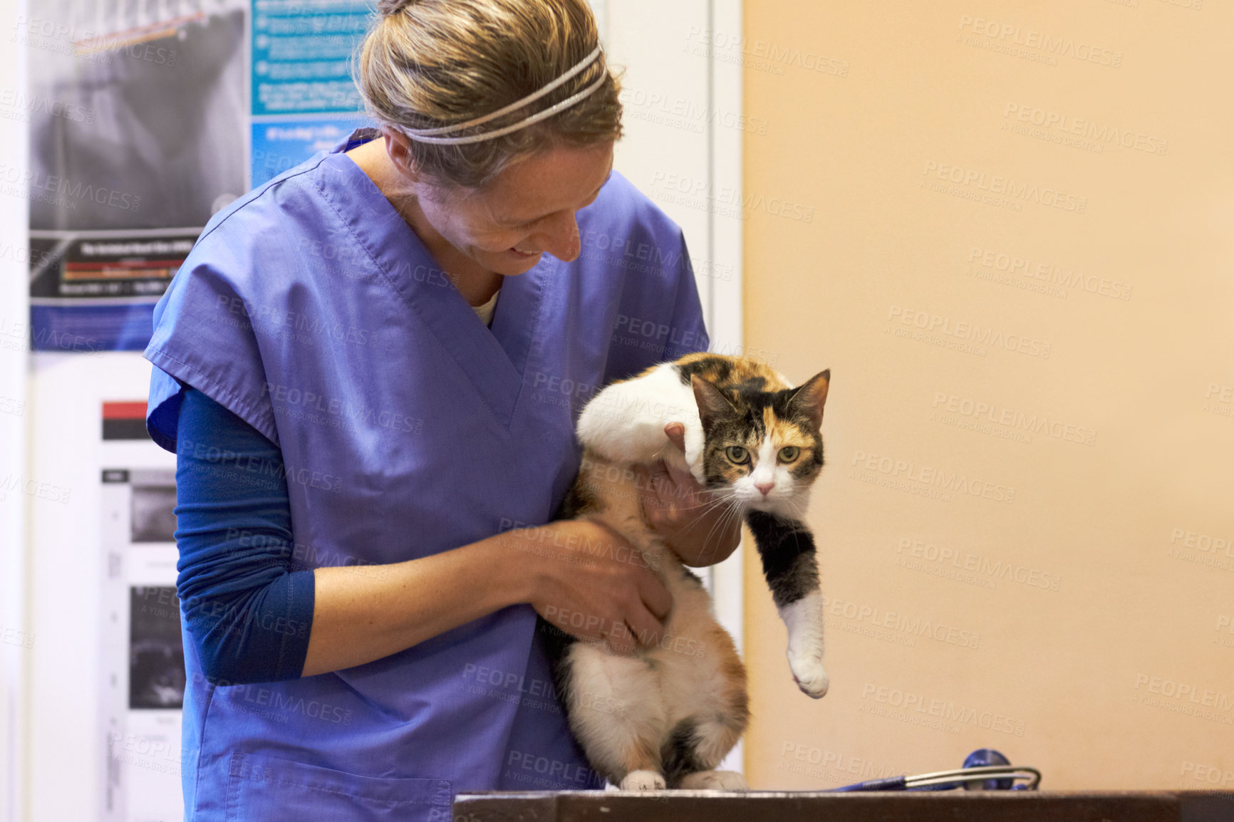 Buy stock photo Shot of a cat getting examined by a vet