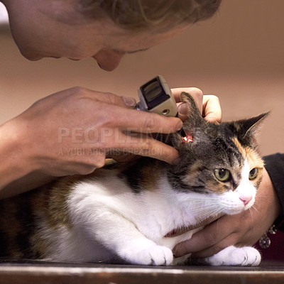 Buy stock photo Veterinary, doctor and cat with tool for ears, examination or checkup at hospital or clinic for health. Healthcare, veterinarian and animal for wellness, medical exam or sick pet at vet with light
 
